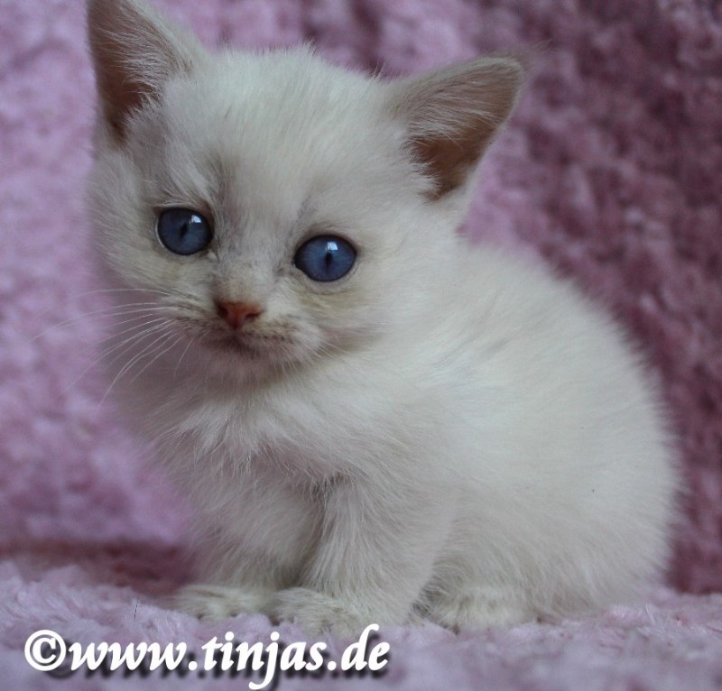 Kitten lilac tortie shaded point</A>